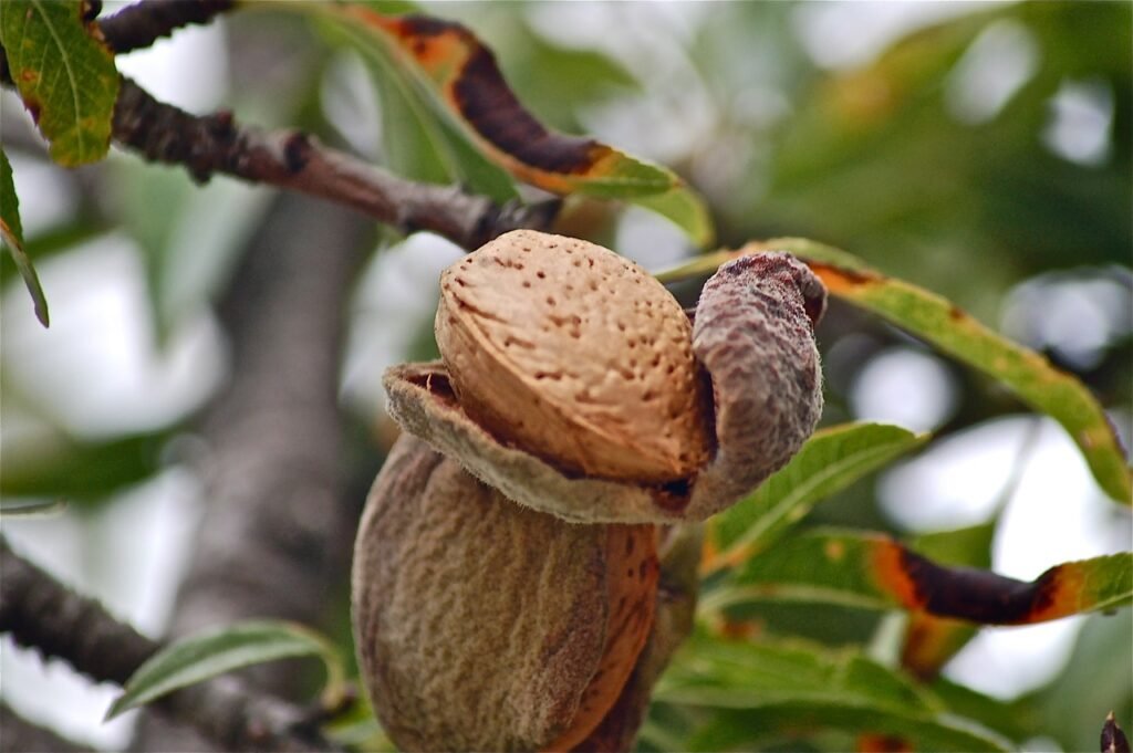 fruits, tree, almond-183412.jpg