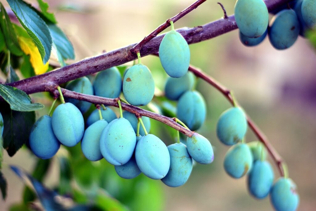 plums, plum tree, fruit-3525586.jpg